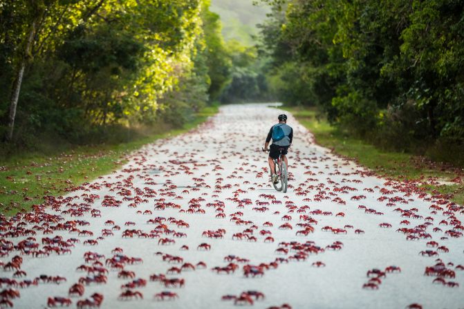 A sea of red: During the migration, an estimated 40 million to 50 million tiny red crabs traverse the island, crawling over roads, cars and blanketing beaches in a sea of red. 