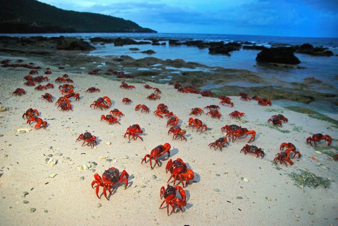 Red crabs: The famous red crab migration, which starts when the wet season begins around November, is the island's biggest tourism attraction.